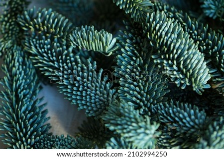 Background of blue fir tree spruce branch. Merry Christmas and Happy New Year decoration. macro