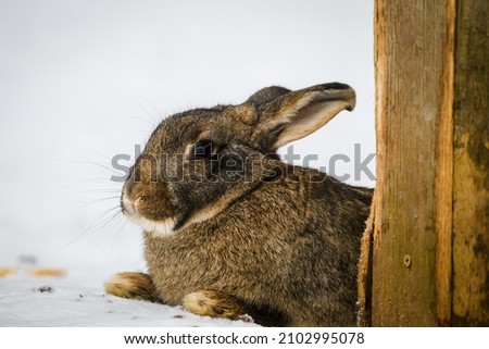 Selective focus photo. Brown rabbit in the snow.