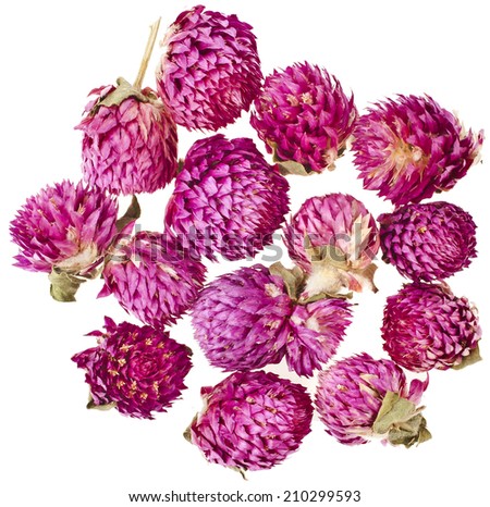 Heap pile of Clover Flower Bud Top View Surface isolated on white background