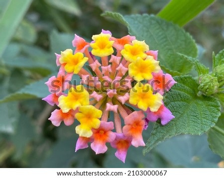 Lantana camara is a species of flowering plant within the verbena family, native to the American tropics.