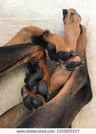
Small dog paws with brown and black fur Royalty-Free Stock Photo #2103003517