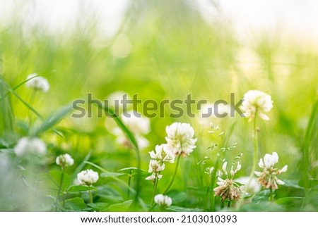 Flowering clover in meadow, spring grass and clover flower in sunlight in spring. Clover flower in bloom Royalty-Free Stock Photo #2103010393