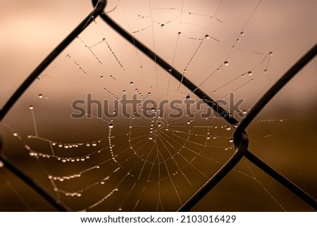 beautiful little delicate water drops on a spider web in close-up on a foggy day