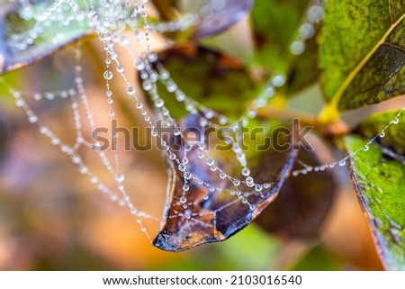 beautiful little delicate water drops on a spider web in close-up on a foggy day