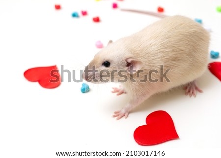 Cute pet rat. Love. Valentine's Day 