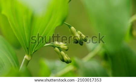 Small green plants in spring with a dew drop