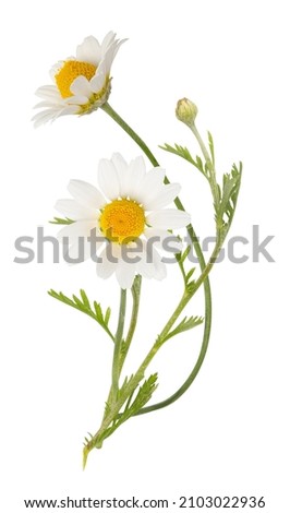 Vouquet of white camomiles isolated on white background. Field wild chamomile. Spring or summer blossom blooming. Field flower Royalty-Free Stock Photo #2103022936