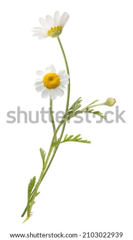 Vouquet of white camomiles isolated on white background. Field wild chamomile. Spring or summer blossom blooming. Field flower Royalty-Free Stock Photo #2103022939