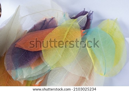 Sour sop dried leaves in color