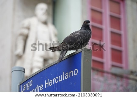 City dove on a street sign in the center of Rio de Janeiro, Brazil. Hot weather.