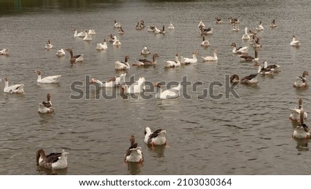 Ducks inside a lake in a park in Brasil. 

Photo made in Mogi das Cruzes - SP - Brasil - 07 Jan 2022  

No edition and no filters.  