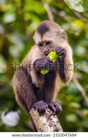 Beautiful portrait of capuchin wild monkey eating fruit on tree