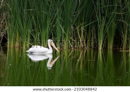 Wetlands in Bosque San Juan de Aragon, Mexico City, an aquatic bird on the lake of the Park. Royalty-Free Stock Photo #2103048842