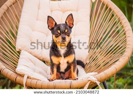 Chihuahua tricolor in a chair in the garden in summer. Mini dog.