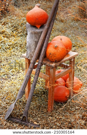 Autumn concept with seasonal fruits and vegetables/ Autumn Pumpkins and apples on grass/autumn harvest