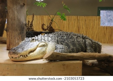 Still Picture of Posing Alligator