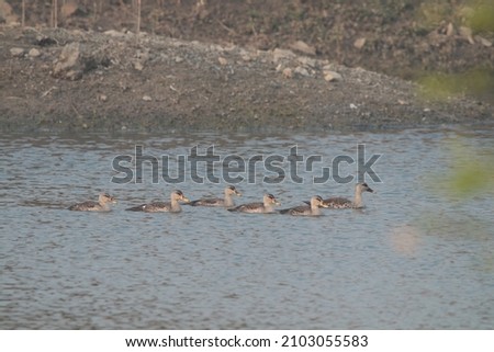 View of Spot Billed Duck Chicks floating on the water