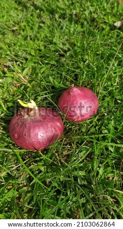 picture of fresh red onions growing on the ground