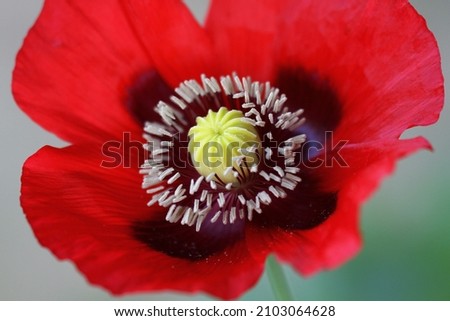 Stigmas of red poppy flower close up view beautiful
