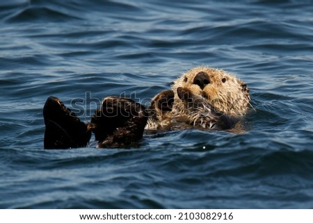 A Sea Otter (Enhydra lutris) floating on its back in the water with its feet up in the Pacific Ocean off Vancouver Island, BC, Canada.