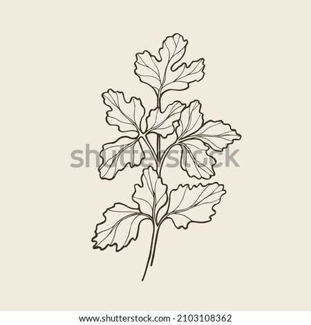 Hand drawn cilantro. Botanical line art illustration Royalty-Free Stock Photo #2103108362
