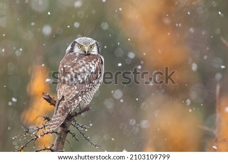 Northern Hawk Owl ( Surnia ulula) 