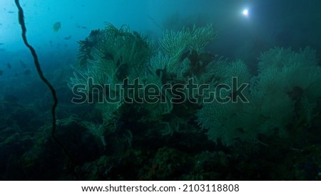 Underwater photo of coral reefs from deep scuba dive in Thailand.