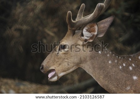 Stunning Picture of  the Deer 