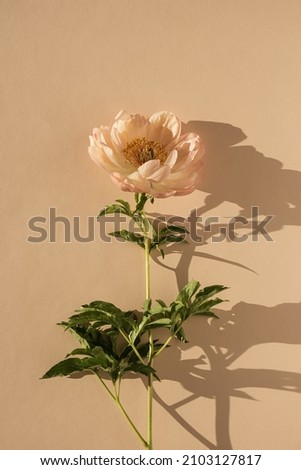 Aesthetic peachy peony flower on neutral pastel beige background. Minimal delicate still life floral composition