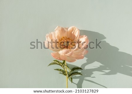 Delicate beige peony flower with sunlight shadows on neutral blue background