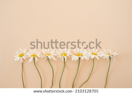 Beautiful chamomile daisy flower on neutral peach background. Minimalist floral concept with copy space. Creative still life summer, spring background