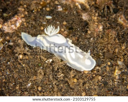 Beautiful sea slug of Reunion island