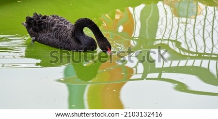 A black swan drinking water 