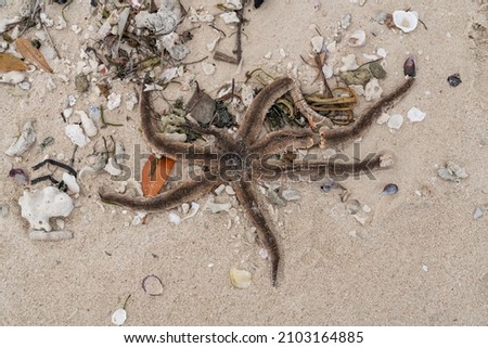Dead starfish on the sandy beach. Dead marine life piled up on the shore. Dry starfish on the beach.