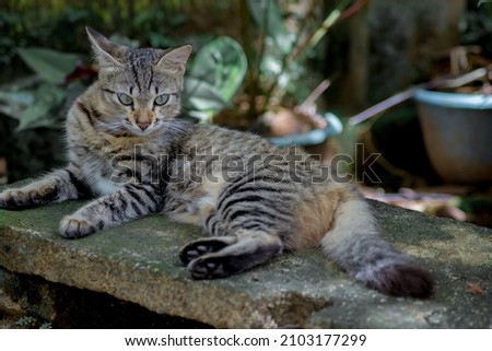 portrait of a grey cat with stripes laying on the table.