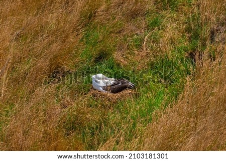 Nesting Southern royal albatross near Dunedin, New Zealand