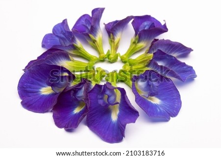 Composition of butterfly pea flower with green leaves