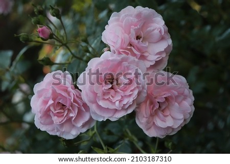 Light pink color Floribunda Rose Bonica flowers in a garden in July 2021. Idea for postcards, greetings, invitations, posters, wedding and Birthday decoration, background 