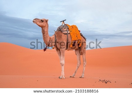 Caravan camel standing on sand in sahara desert against sky, Bedouin camel with saddle standing on sand Royalty-Free Stock Photo #2103188816