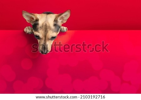 valentines day, the dog gets out, pet looks from above at the place for the text, gifts and discounts for the day of love for animals, red background