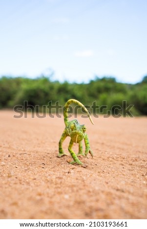 Wild and funny chameleon walking on the sand ground with blurred green trees in the background. Animal like a model front the camera looking to the camera. Green small animal. Vertical photo