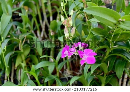 Closeup of Purple and white beautiful orchid flowers with natural background in the garden at Thailand. 