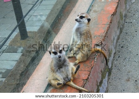 Meerkat or Suricate is a mammal and a member of the Mongoose family Herpestidae, they are very cute and are in the zoo