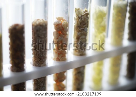 Test tubes with seeds of selection plants. Research Analyzing Agricultural Grains And seeds In The Laboratory

