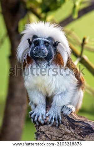 Adult cotton-top tamarin, Saguinus oedipus, sitting on a tree stump. This New World monkey is endemic to north-western Colombia and is critically endangered in the wild.  Royalty-Free Stock Photo #2103218876