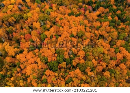Autumn Forest in United States near Fall color near Massachusetts. Orange yellow and red colors. drone view Royalty-Free Stock Photo #2103221201