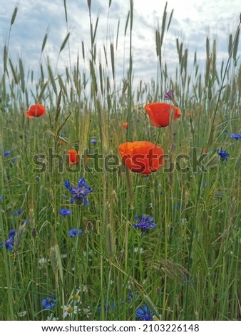 red poppies in a field of grain