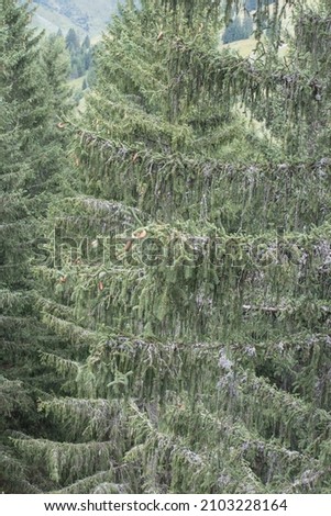 spruce trees in the alps in austria