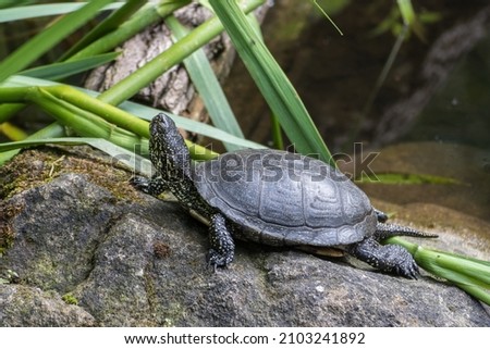 a big turtle in the zoo in Nuernberg
