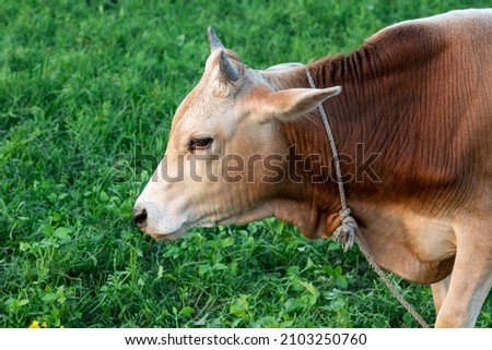 Close up head photo of a reddish domestic bull on the grassland
